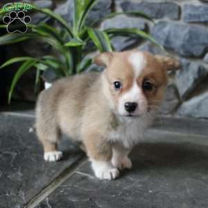 Kelsey, Pembroke Welsh Corgi Puppy