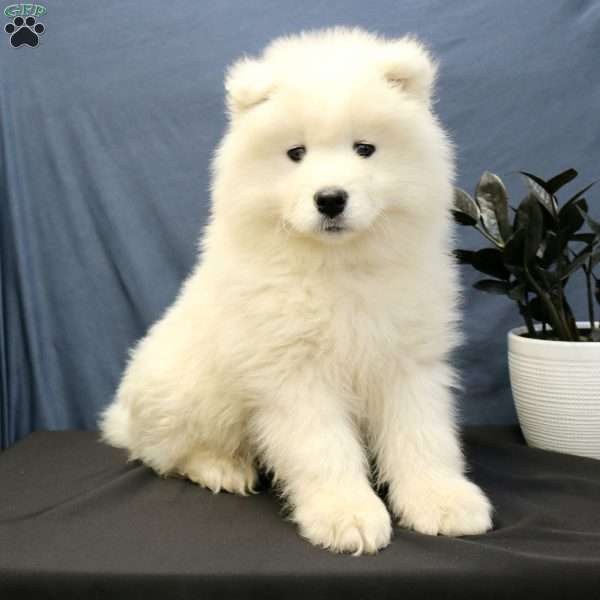 Cleo, Samoyed Puppy