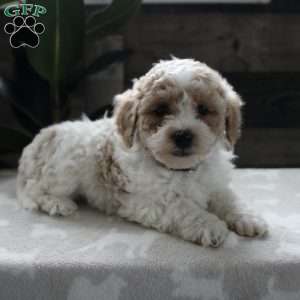 Penelope, Bich-poo Puppy