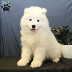 Cleo, Samoyed Puppy