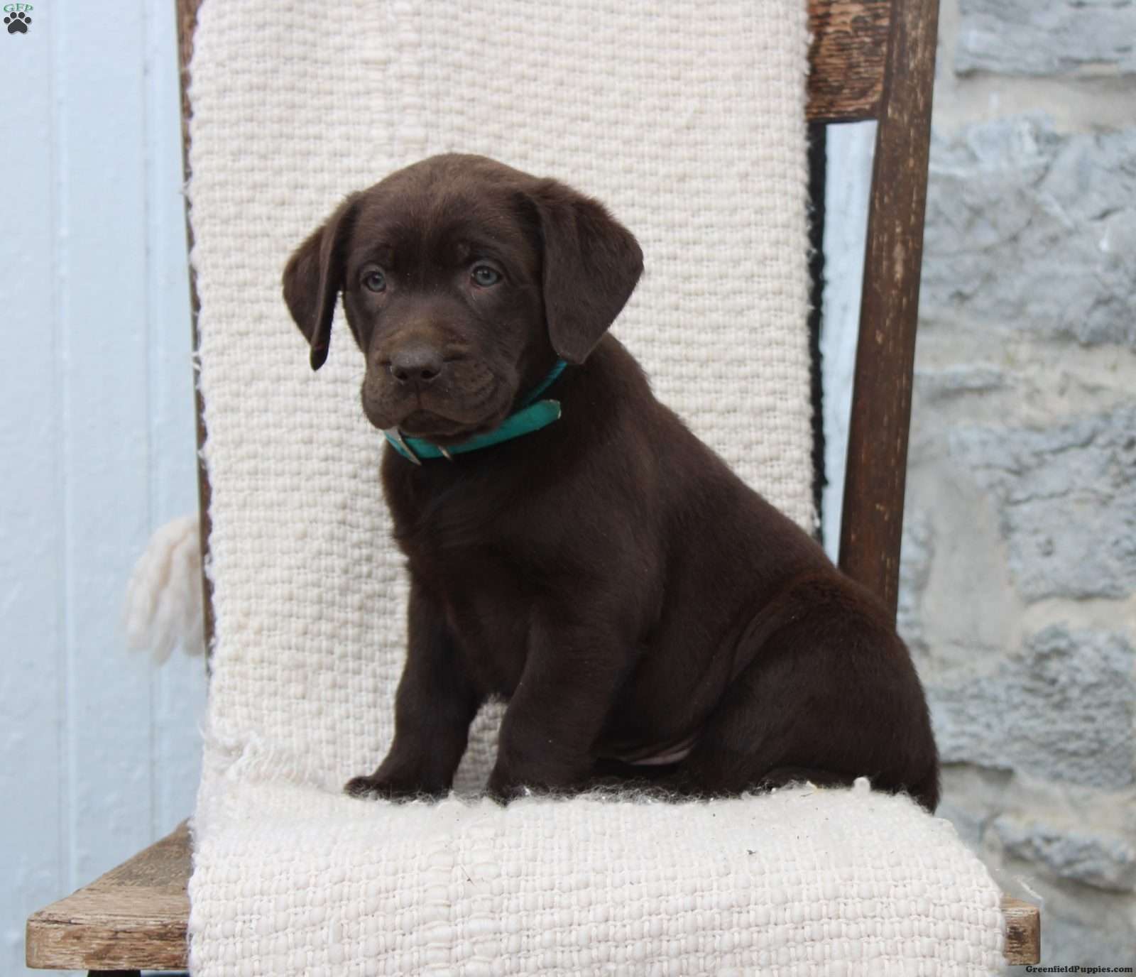 Maan single Discipline Bruin - Chocolate Labrador Retriever Puppy For Sale in Pennsylvania