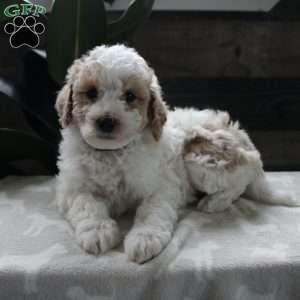 Pug, Bich-poo Puppy