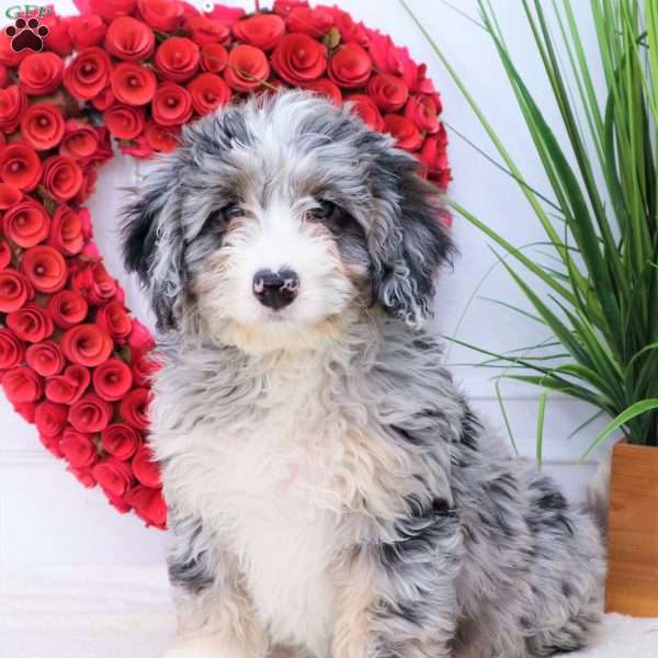 Gracie, Mini Bernedoodle Puppy