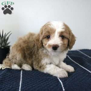 Asher, Miniature Aussiedoodle Puppy