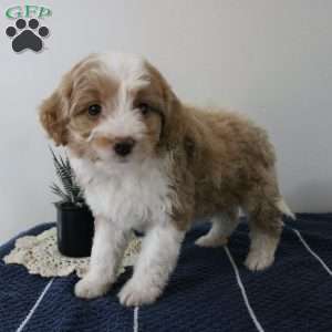 Asher, Miniature Aussiedoodle Puppy