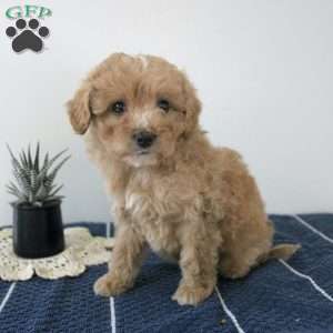Anthony, Miniature Aussiedoodle Puppy