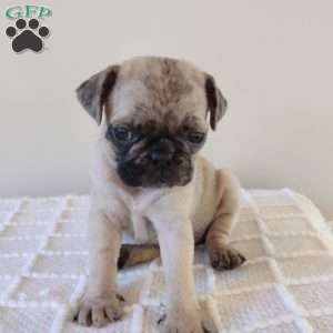 Pug Puppies For Sale | Greenfield Puppies