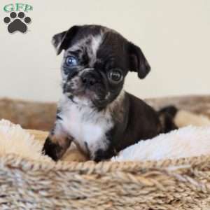 Pug Puppies For Sale | Greenfield Puppies