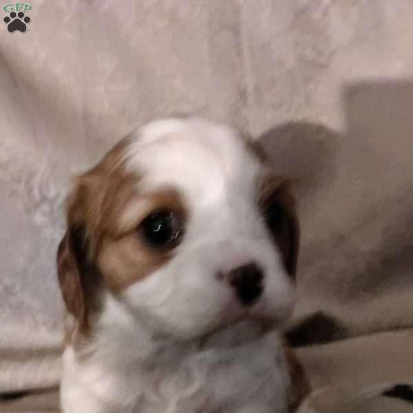 Pearl, Cavalier King Charles Spaniel Puppy