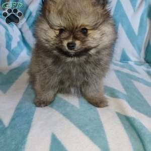 Pomeranian Puppies For Sale - Greenfield Puppies