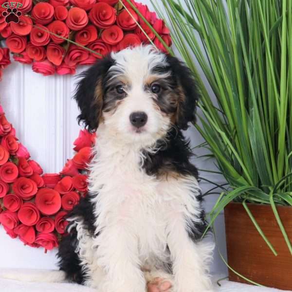 Lily, Mini Bernedoodle Puppy