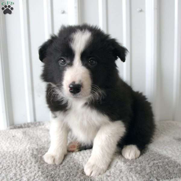 Tinker, Border Collie Puppy