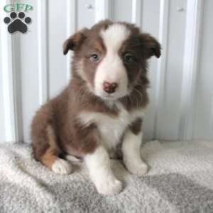 Twila, Border Collie Puppy