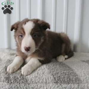 Twila, Border Collie Puppy