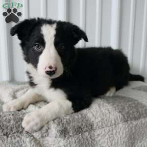 Buster, Border Collie Puppy