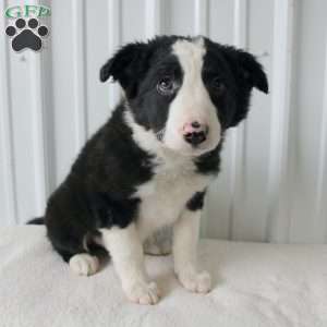 Buster, Border Collie Puppy
