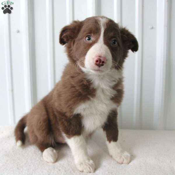 Dusty, Border Collie Puppy