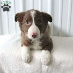 Dusty, Border Collie Puppy