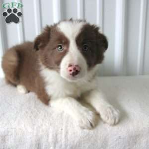 Daisy, Border Collie Puppy
