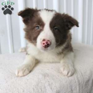 Daisy, Border Collie Puppy