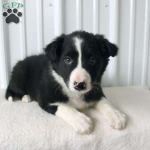 Bubbles, Border Collie Puppy
