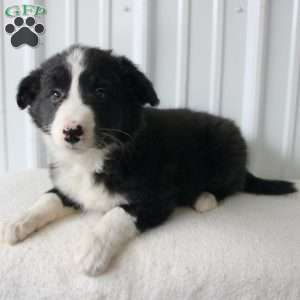 Biff, Border Collie Puppy
