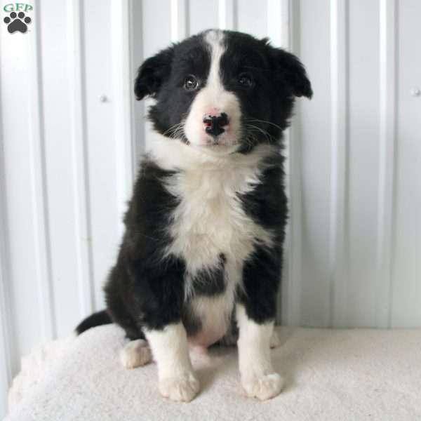 Biff, Border Collie Puppy
