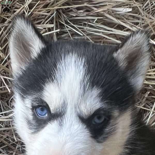 Blue, Siberian Husky Puppy