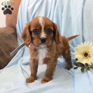 Paul, Cavalier King Charles Spaniel Puppy