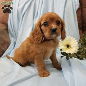Pedro, Cavalier King Charles Spaniel Puppy