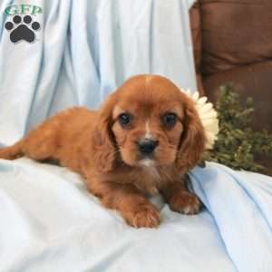 Pedro, Cavalier King Charles Spaniel Puppy