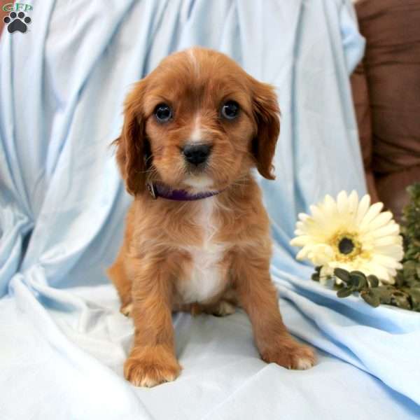 Paige, Cavalier King Charles Spaniel Puppy