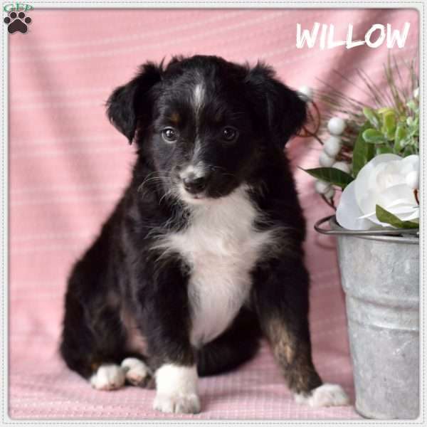 Willow, Miniature Aussiedoodle Puppy