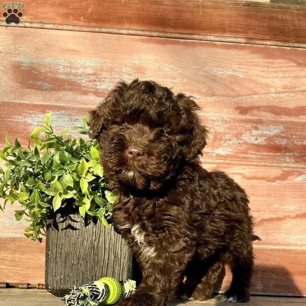 Maverick, Portuguese Water Dog Puppy