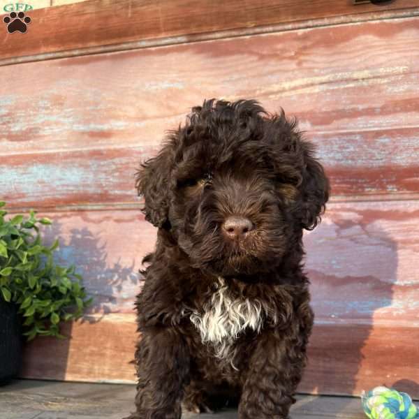 Bronx, Portuguese Water Dog Puppy