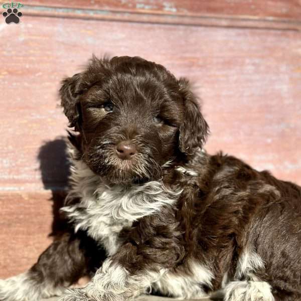 Astrid, Portuguese Water Dog Puppy