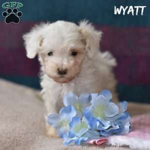 Wyatt, Miniature Poodle Puppy