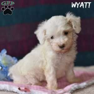 Wyatt, Miniature Poodle Puppy