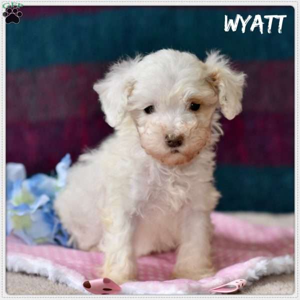 Wyatt, Miniature Poodle Puppy