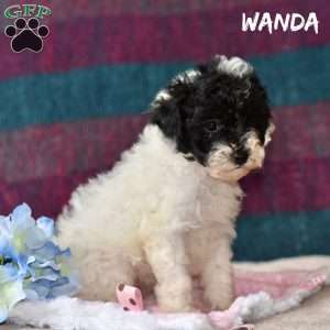 Wanda, Miniature Poodle Puppy
