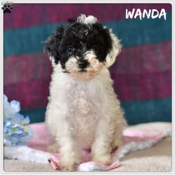 Wanda, Miniature Poodle Puppy