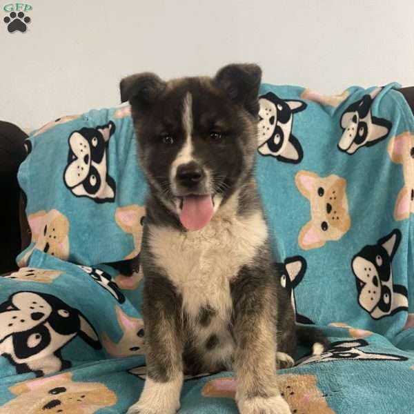 Troy, Akita Mix Puppy