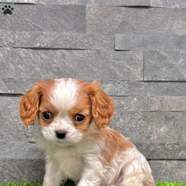 Archie, Cavalier King Charles Spaniel Puppy