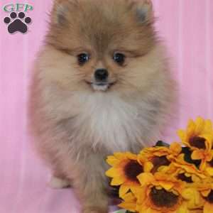 Pomeranian Puppies For Sale - Greenfield Puppies