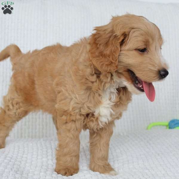 Zoe, Mini Goldendoodle Puppy