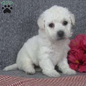 Bichon Frise Puppies For Sale - Greenfield Puppies