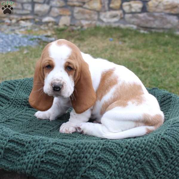 Pretzel, Basset Hound Puppy
