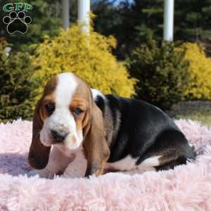 Shiloh, Basset Hound Puppy