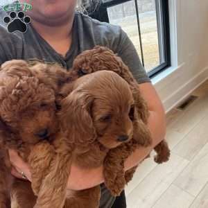 Remi, Cavapoo Puppy