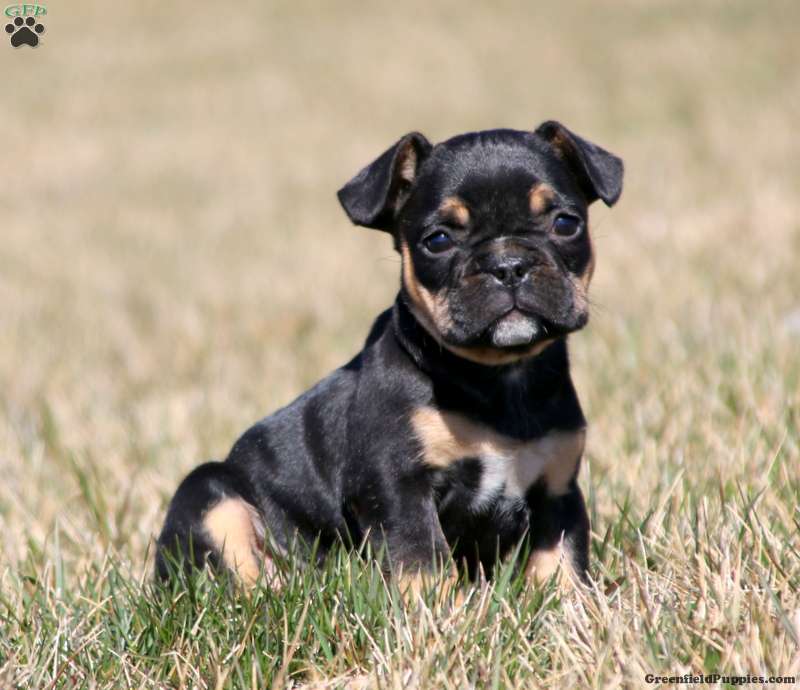 Indy French Bulldog Mix Puppy For